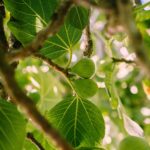Golden Fig Air Scent Refill - Image 3