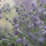 Lavender Air Scent Refill - Image 2
