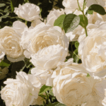Rosy Glow Air Scent Refill - Image 2