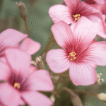 Rosy Glow Air Scent Refill - Image 3