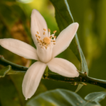Forest Rain Drive Scent Refill - Image 7