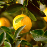 Zest for Life Drive Scent Refill - Image 5