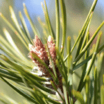 Sweet Cedar Diffuser Blend - Image 5