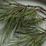 Forest Rain Push Scent Refill - Image 4