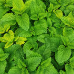 Vanilla Mint Push Scent Refill - Image 4