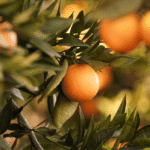 Zest for Life Push Scent Refill - Image 4